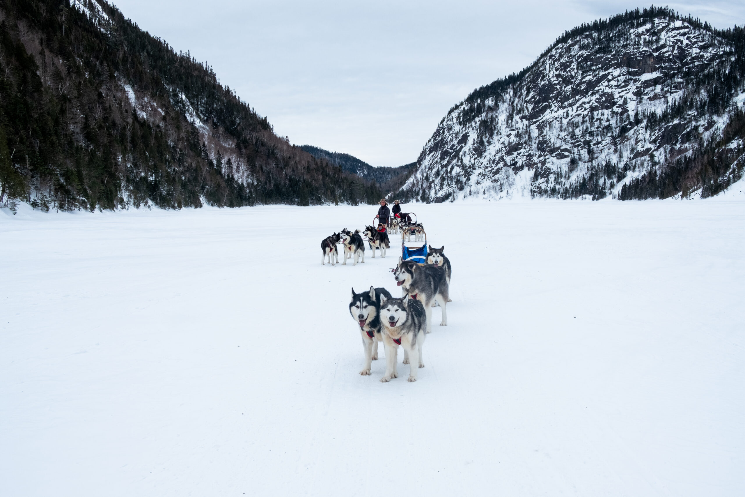 dog-sledding